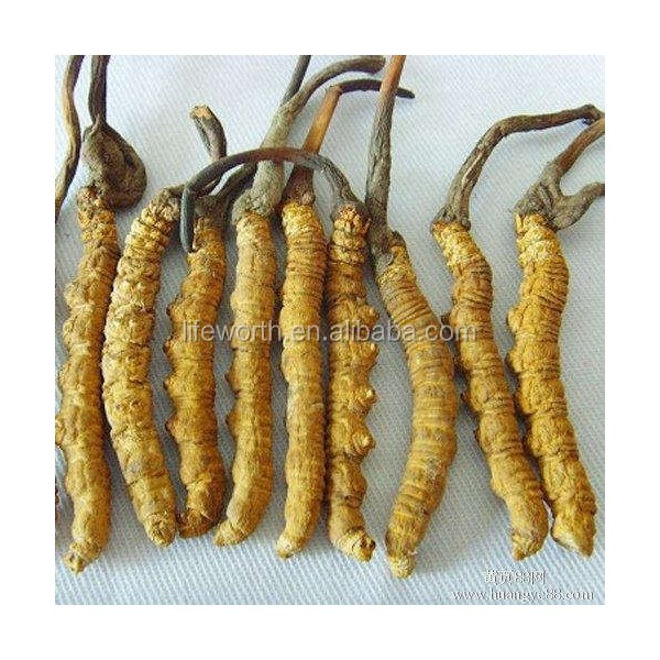 Premium-grade Cordyceps Sinensis Mycelium extracts and top quality Arabic coffee / 2