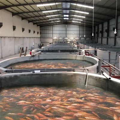 Gongo commercial fish farming ras system aquaculture for tilapia salmon fish farm